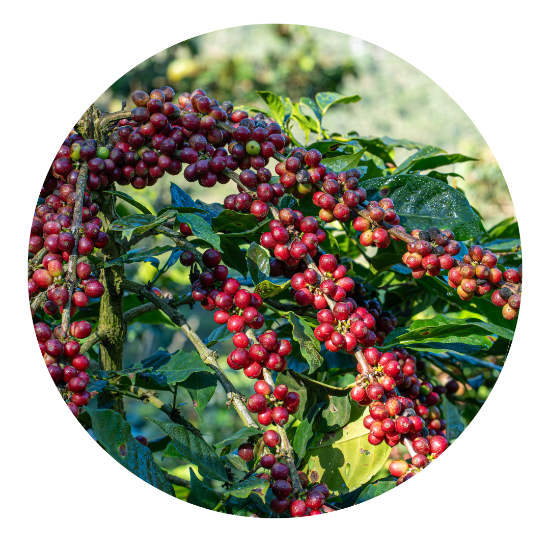 Espresso Blend