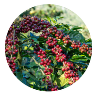 Espresso Blend