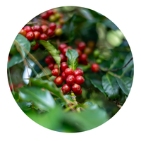 Pacamara-Wine Process 300gr (PRE-VENTA)