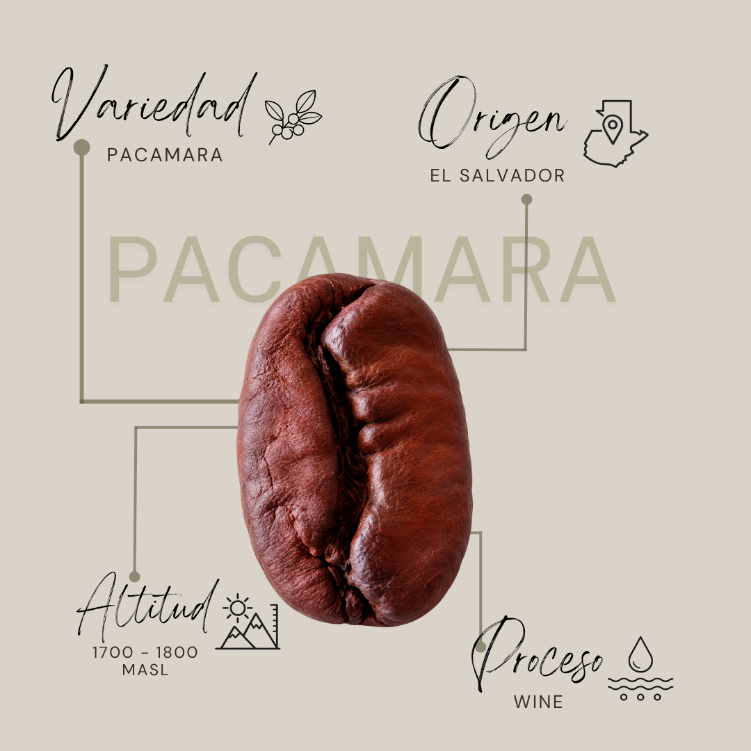 Pacamara-Wine Process 300gr (PRE-VENTA)