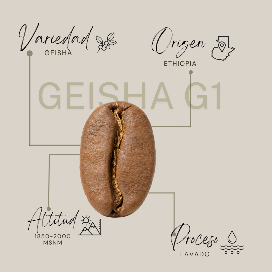 Geisha G1