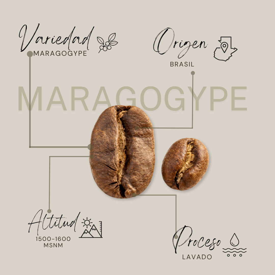 Maragogype