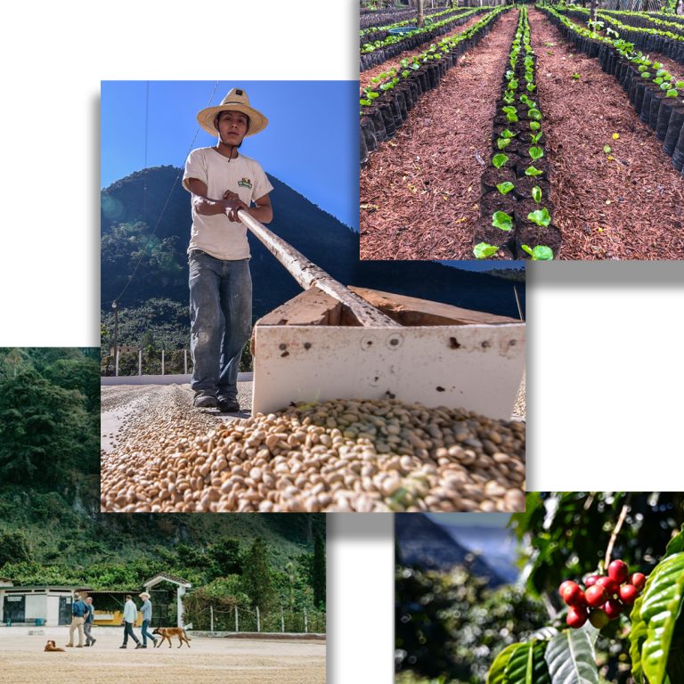 collage de finca