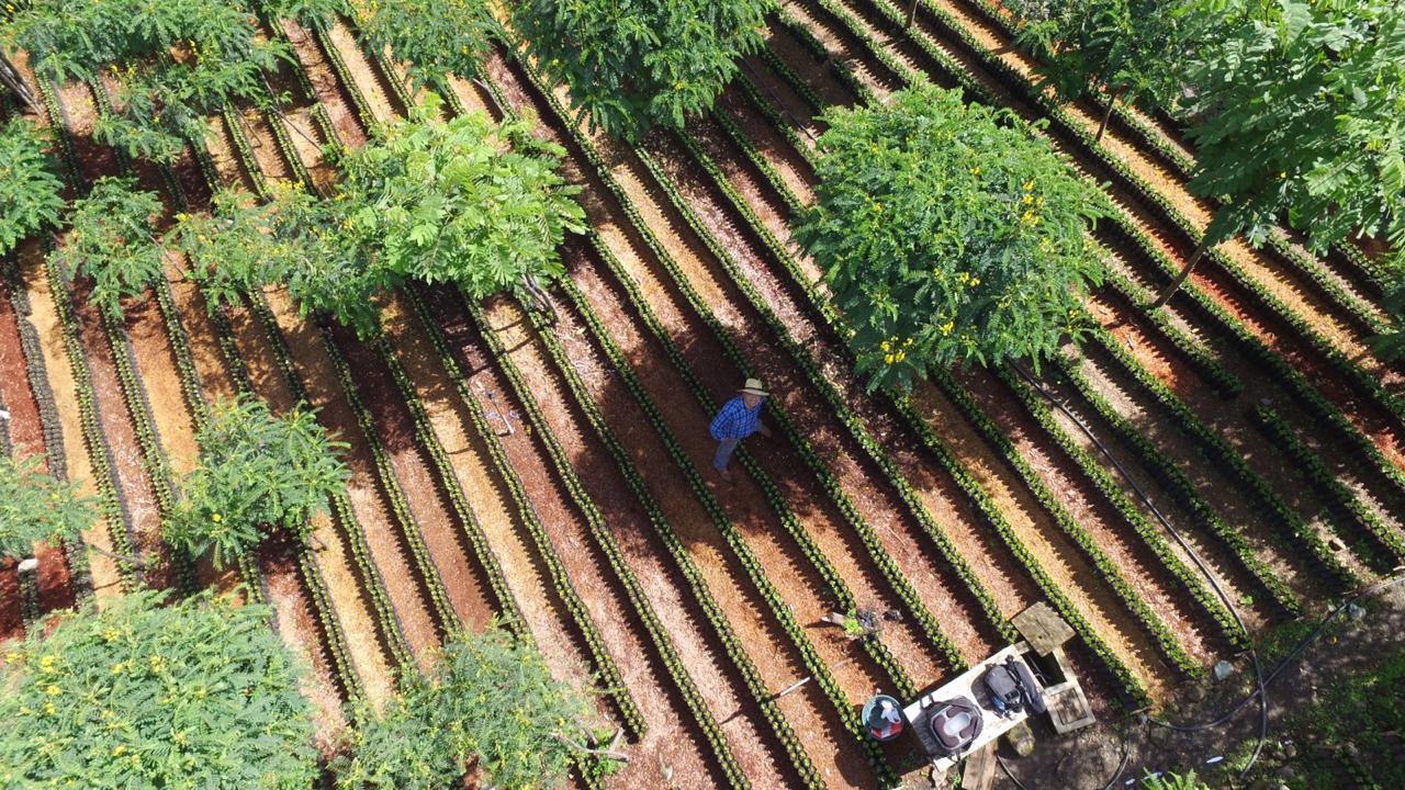 Vista de dron de un agricultor trabajando en la finca cafetalera de El Injerto
